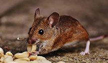 24 Hour & Emergency Exterminators in Homer Glen, IL
